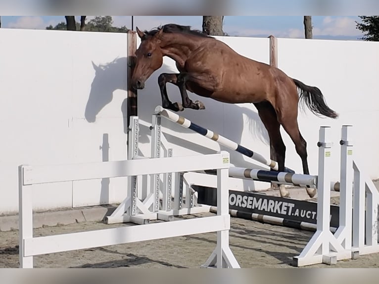 Cavallo sportivo belga Stallone 1 Anno 160 cm Baio in Waddinxveen