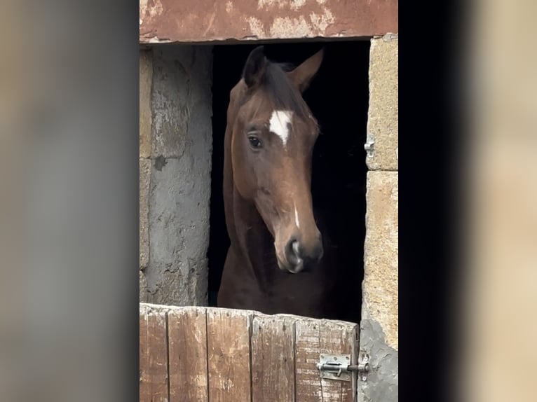 Cavallo sportivo belga Stallone 1 Anno 167 cm Baio ciliegia in Moulins