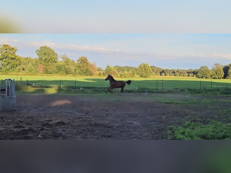 Cavallo sportivo belga Stallone 1 Anno Baio in Borne