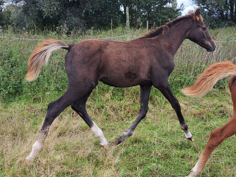 Cavallo sportivo belga Stallone 1 Anno Grigio in Borsbeek
