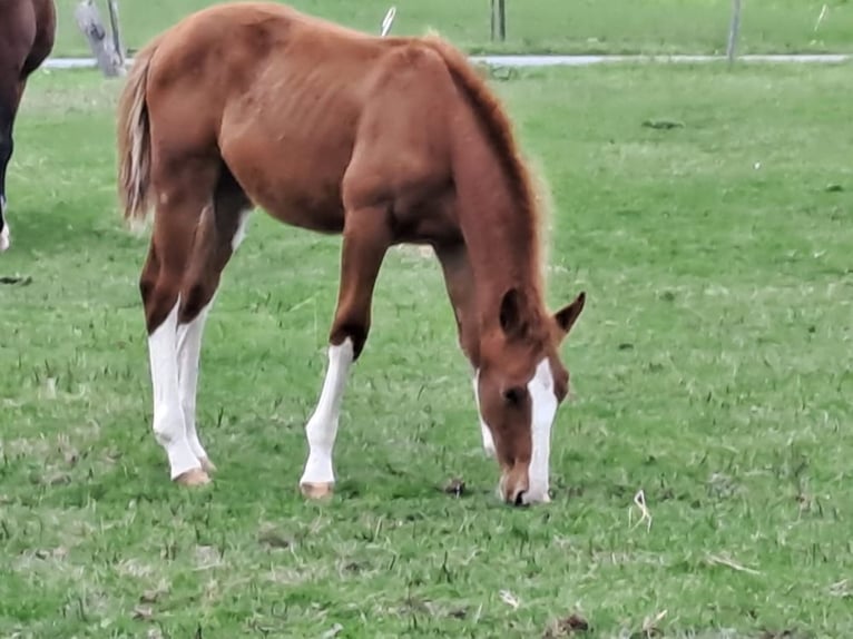 Cavallo sportivo belga Stallone 1 Anno Sauro in Belsele