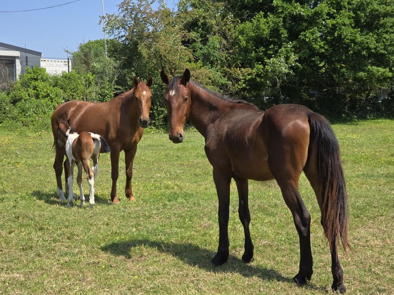 Cavallo sportivo belga Stallone 2 Anni 170 cm Baio in Ternat