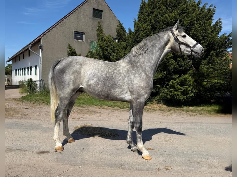 Cavallo sportivo belga Stallone 3 Anni 160 cm Grigio in Oyten