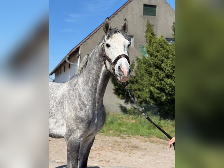 Cavallo sportivo belga Stallone 3 Anni 160 cm Grigio in Oyten