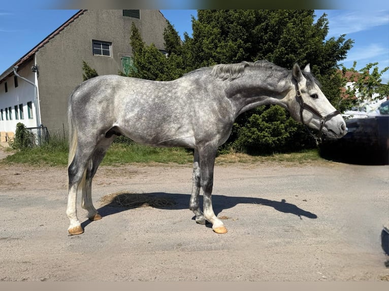 Cavallo sportivo belga Stallone 3 Anni 160 cm Grigio in Oyten