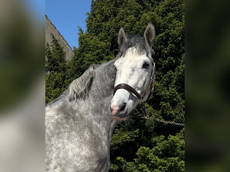 Cavallo sportivo belga Stallone 3 Anni 160 cm Grigio in Oyten