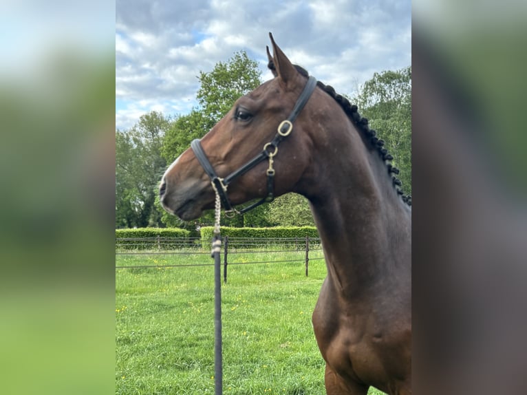 Cavallo sportivo belga Stallone 3 Anni 163 cm Baio in Lier