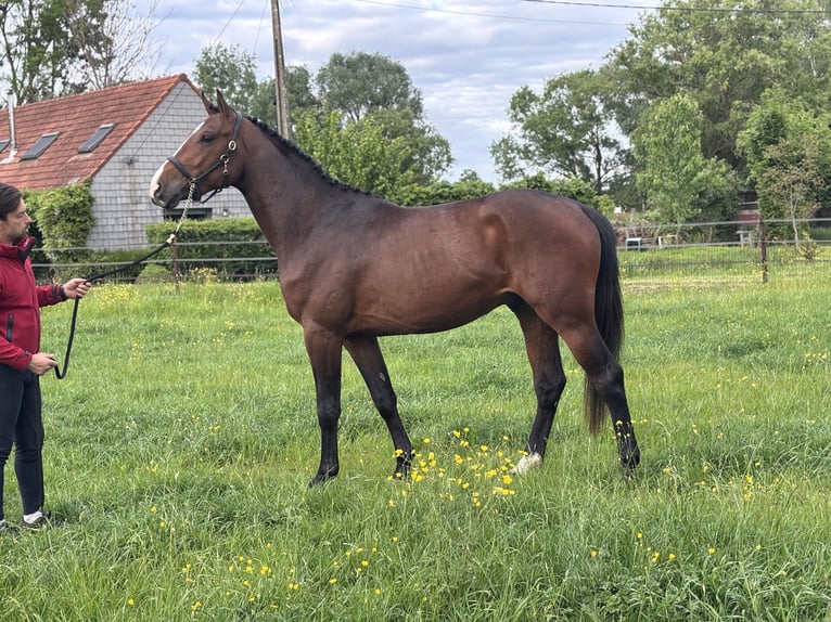 Cavallo sportivo belga Stallone 3 Anni 163 cm Baio in Lier