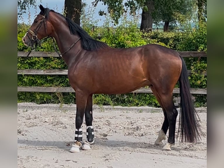 Cavallo sportivo belga Stallone 3 Anni 165 cm Baio in Lierde