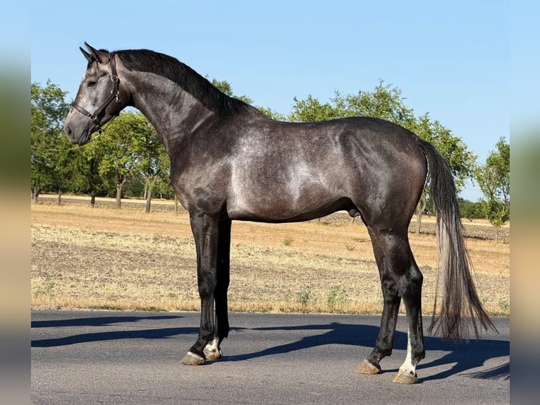 Cavallo sportivo belga Stallone 3 Anni 167 cm Falbo in Nagyszènas