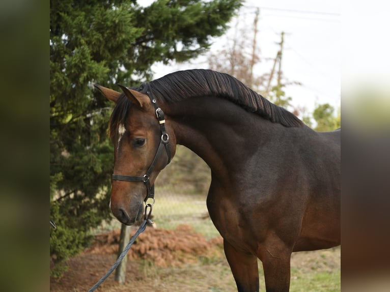 Cavallo sportivo belga Stallone 3 Anni 168 cm Baio scuro in Gyula