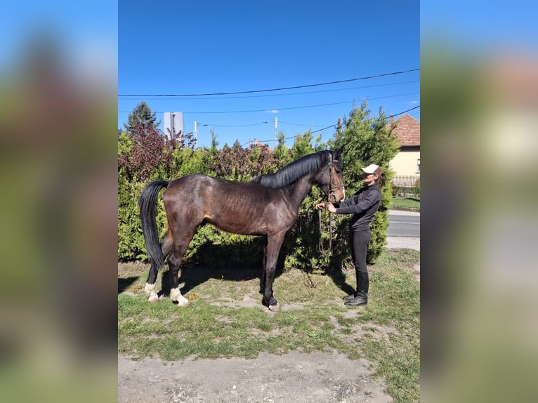 Cavallo sportivo belga Stallone 3 Anni 170 cm Baio scuro in Alsónémedi
