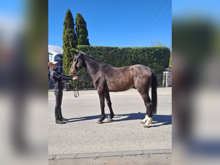 Cavallo sportivo belga Stallone 3 Anni 170 cm Baio scuro in Alsónémedi