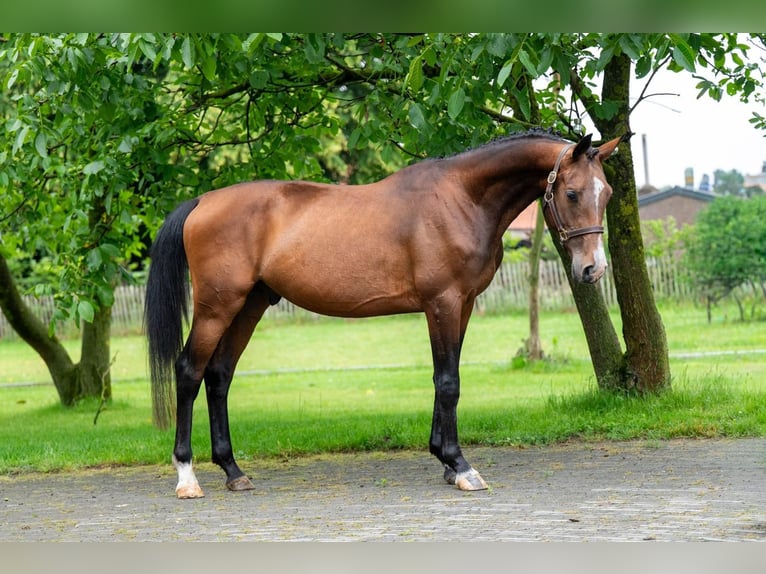 Cavallo sportivo belga Stallone 4 Anni 160 cm Baio in Gijon