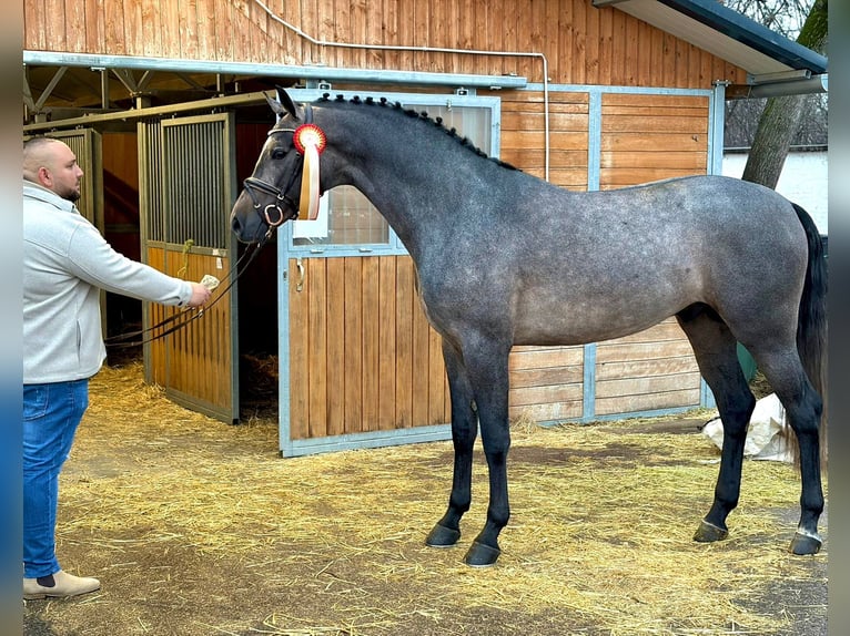 Cavallo sportivo belga Stallone 4 Anni 172 cm Baio scuro in Bekescsaba