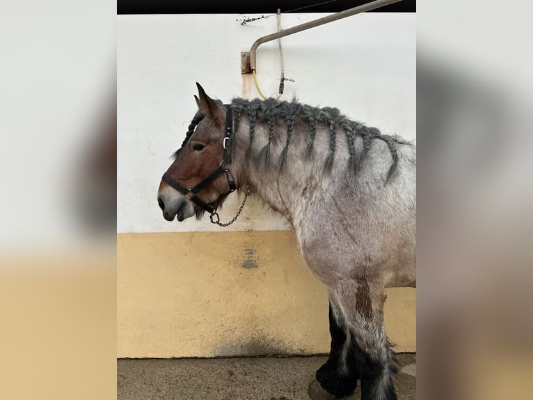 Cavallo sportivo belga Stallone 4 Anni Roano rosso in Picasent