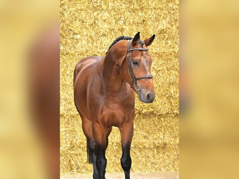 Cavallo sportivo belga Stallone 5 Anni 170 cm Baio in Bladel