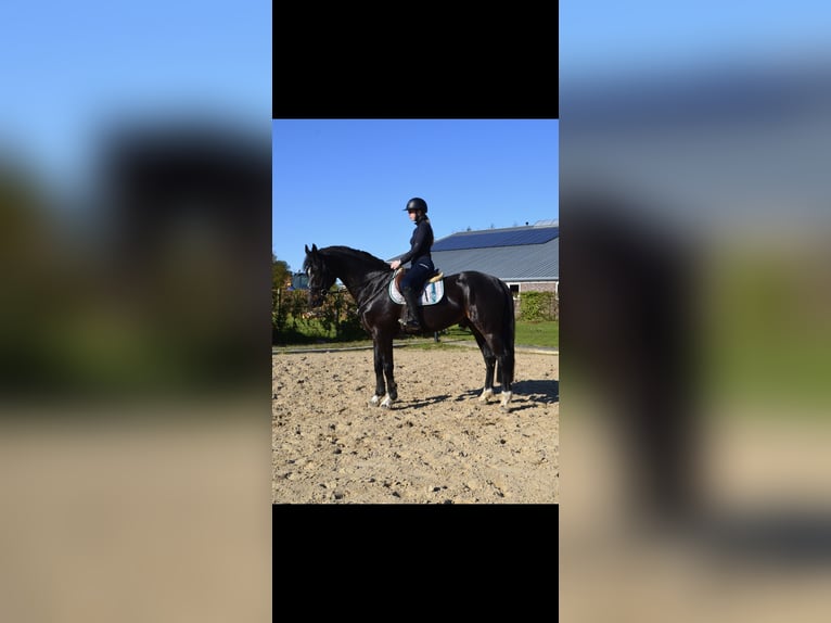 Cavallo sportivo belga Stallone 5 Anni 174 cm Baio nero in Uelsen