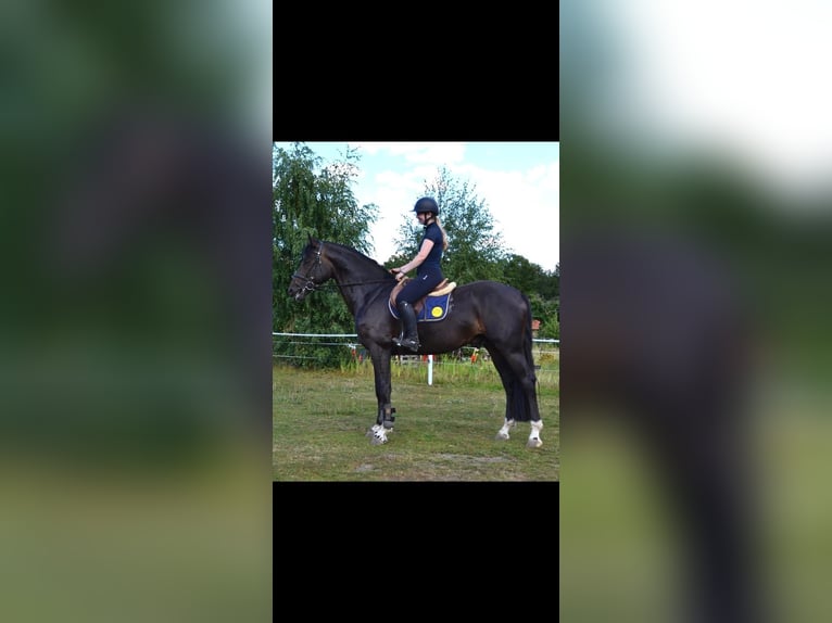 Cavallo sportivo belga Stallone 5 Anni 174 cm Baio nero in Uelsen