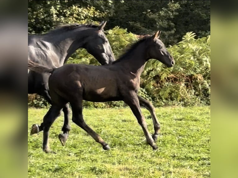 Cavallo sportivo belga Stallone Puledri (05/2024) 174 cm Morello in Moulins