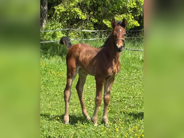 Cavallo sportivo belga Stallone Puledri (05/2026) Baio in Vielsalm