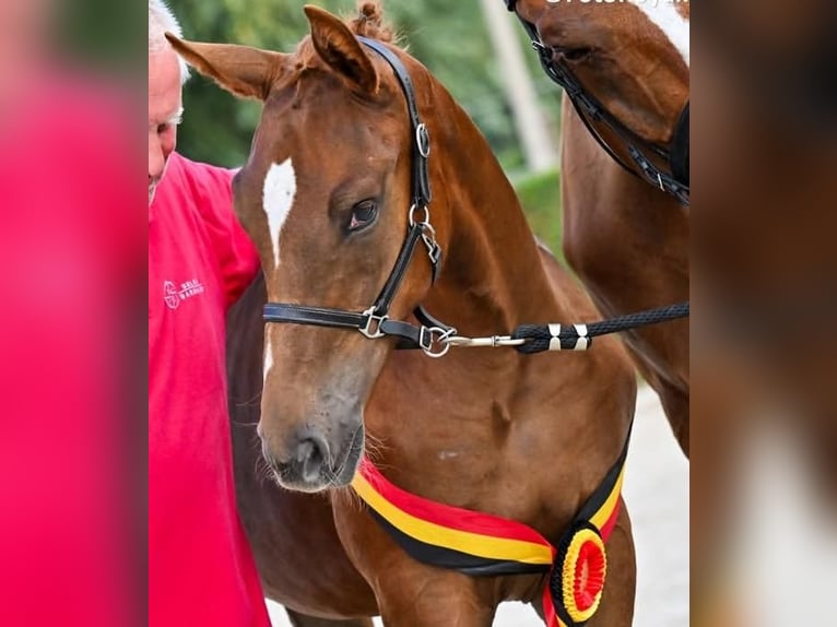 Cavallo sportivo belga Stallone Puledri (01/2026)  in BELGICA