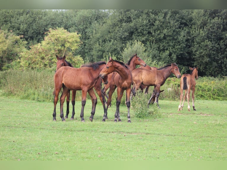 Cavallo sportivo belga Stallone Puledri (01/2026)  in Sainte-Honorine-la-Chardonne