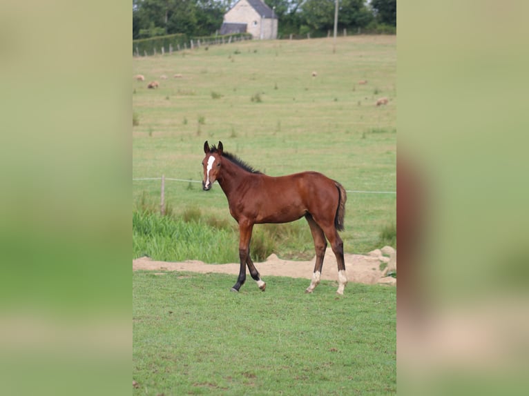 Cavallo sportivo belga Stallone Puledri (01/2026)  in Sainte-Honorine-la-Chardonne