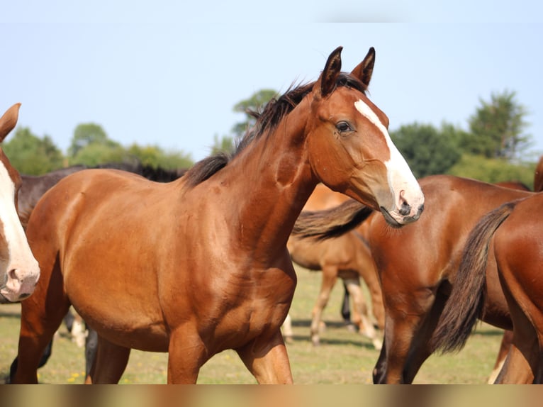 Cavallo sportivo belga Stallone Puledri (01/2026)  in Sainte-Honorine-la-Chardonne