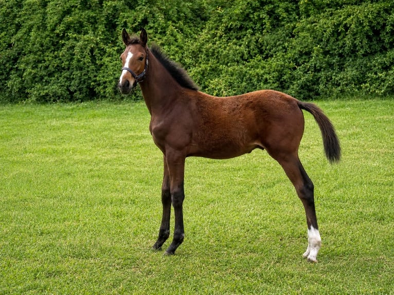 Cavallo sportivo belga Stallone Puledri (03/2026)  in Swarzędz