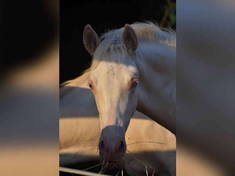 Cavallo sportivo belga Stallone Puledri (01/2026) Perlino in Feurs