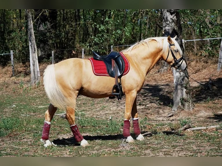 Cavallo sportivo belga Stallone Puledri (01/2026) Perlino in Feurs