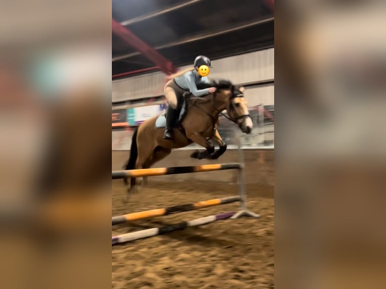 Cavallo sportivo irlandese Castrone 10 Anni 140 cm Pelle di daino in Ferwert