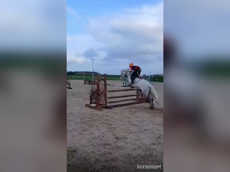 Cavallo sportivo irlandese Castrone 10 Anni 147 cm Grigio in Listowel