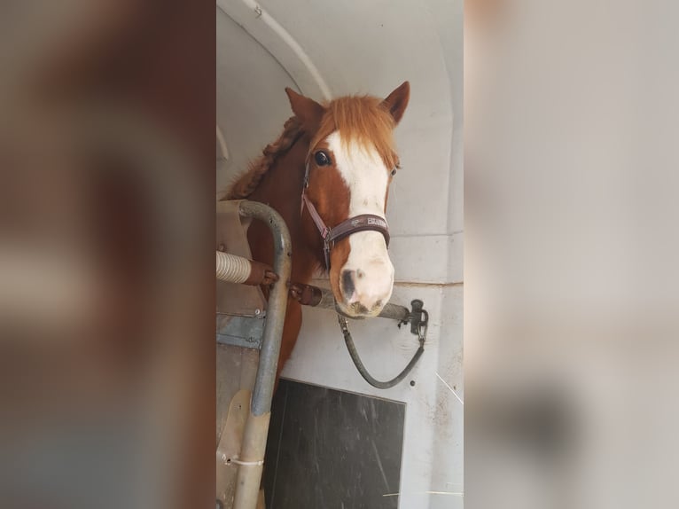 Cavallo sportivo irlandese Mix Castrone 10 Anni 150 cm Sauro in Mechernich