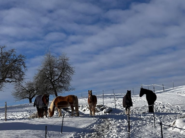 Cavallo sportivo irlandese Castrone 10 Anni 155 cm Pezzato in Weiler-Simmerberg