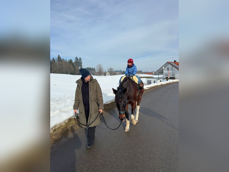 Cavallo sportivo irlandese Castrone 10 Anni 155 cm Pezzato in Weiler-Simmerberg