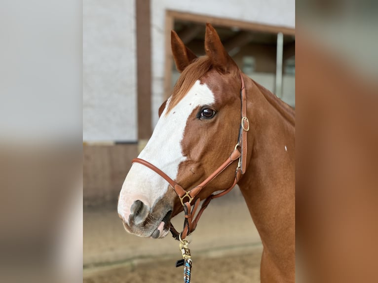 Cavallo sportivo irlandese Mix Castrone 10 Anni 158 cm Sauro in Gauting