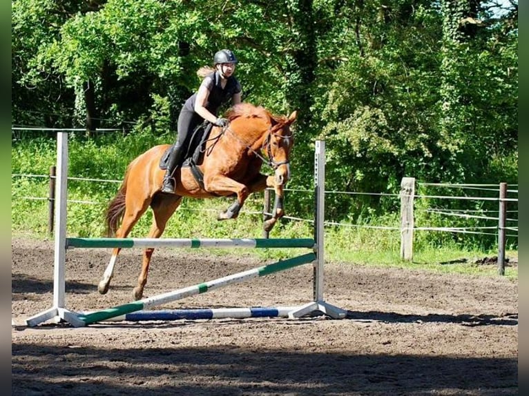 Cavallo sportivo irlandese Castrone 10 Anni 162 cm Sauro in Dörverden