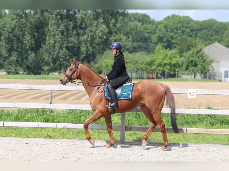 Cavallo sportivo irlandese Castrone 10 Anni 162 cm Sauro in Pepingen