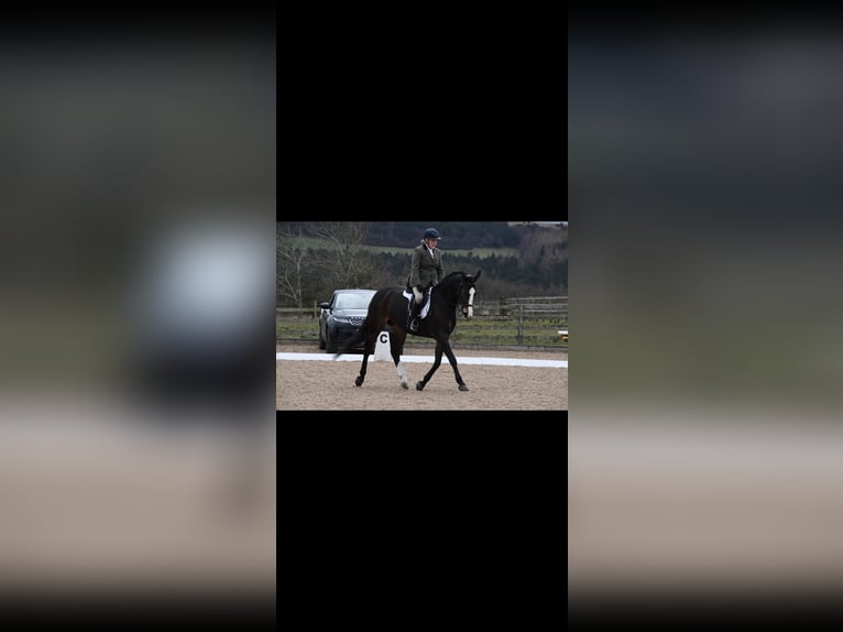 Cavallo sportivo irlandese Castrone 10 Anni 163 cm Baio ciliegia in lanchester, county durham