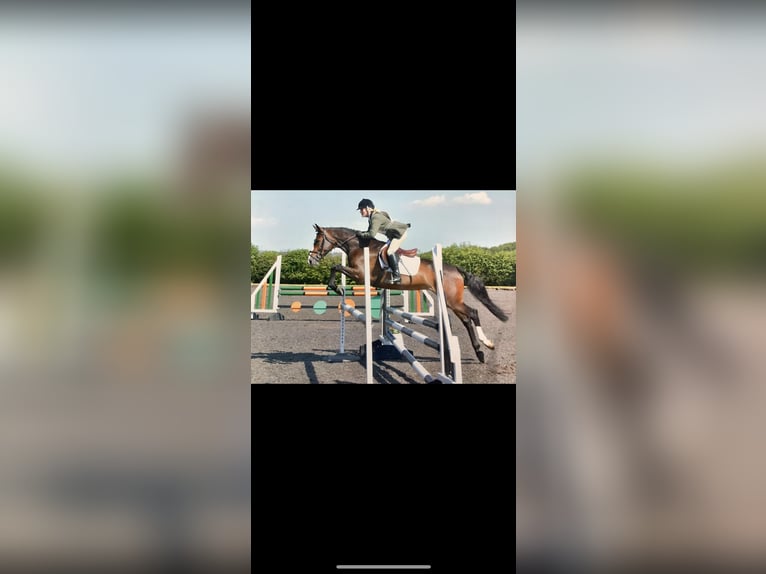 Cavallo sportivo irlandese Castrone 10 Anni 163 cm Baio ciliegia in lanchester, county durham