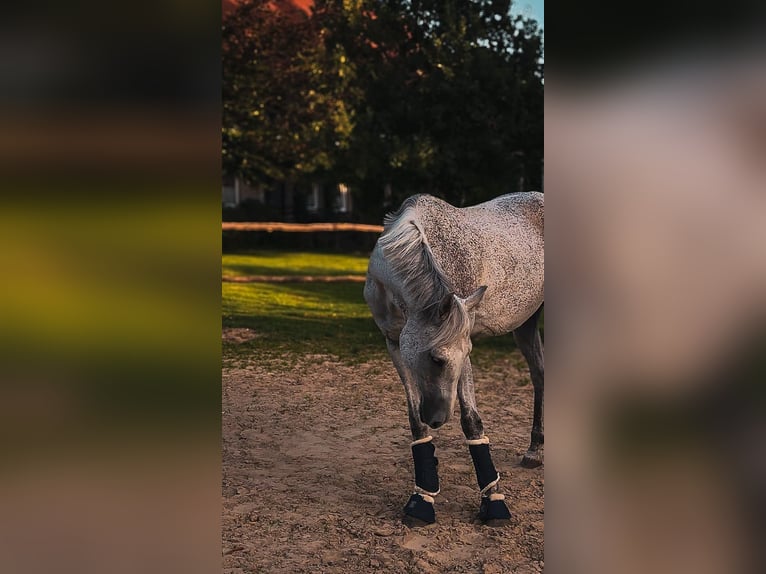 Cavallo sportivo irlandese Castrone 10 Anni 163 cm Grigio trotinato in Lage