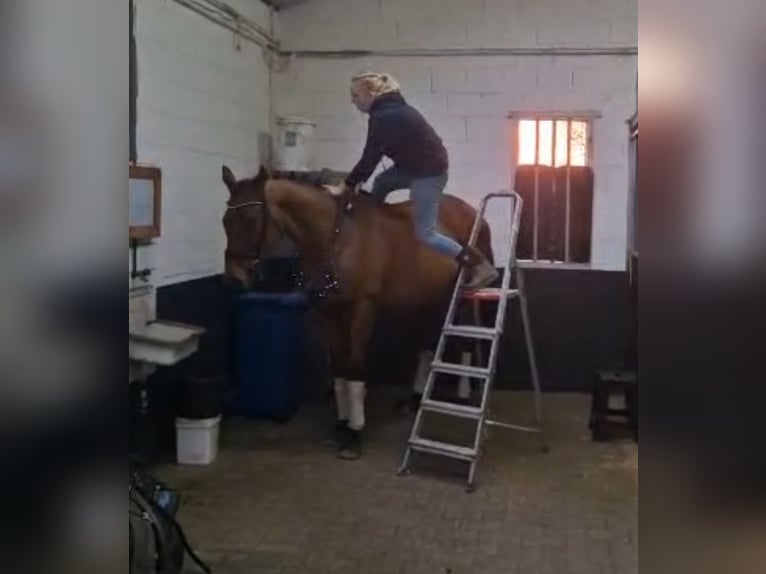 Cavallo sportivo irlandese Castrone 10 Anni 164 cm Baio in Nettetal