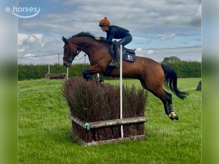 Cavallo sportivo irlandese Castrone 10 Anni 164 cm Baio scuro in grantham