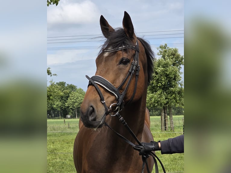 Cavallo sportivo irlandese Mix Castrone 10 Anni 165 cm Baio in Wachtendonk