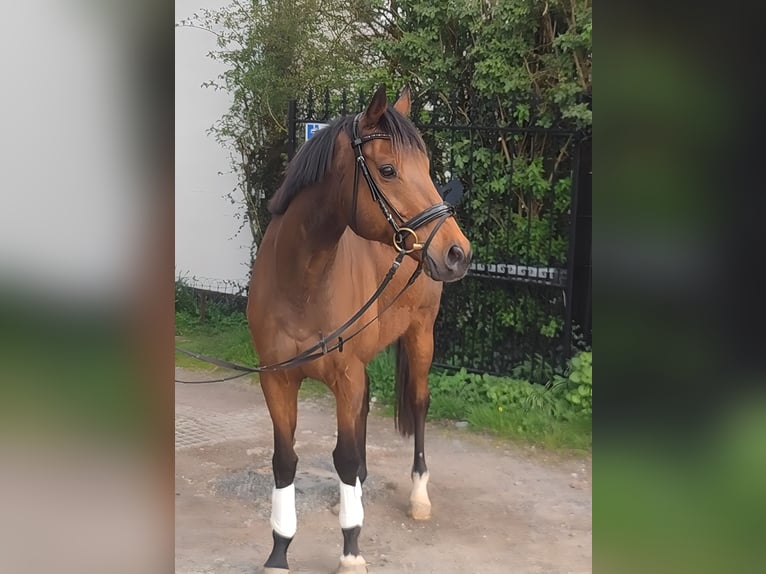 Cavallo sportivo irlandese Castrone 10 Anni 165 cm Baio in Blomberg