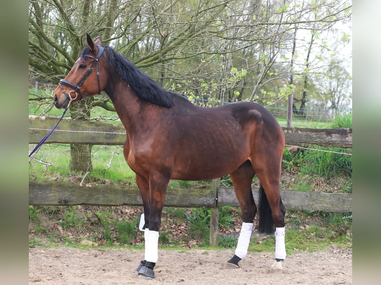 Cavallo sportivo irlandese Mix Castrone 10 Anni 165 cm Baio in Uelsenuelsen