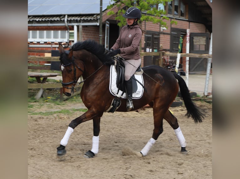 Cavallo sportivo irlandese Mix Castrone 10 Anni 165 cm Baio in Uelsenuelsen