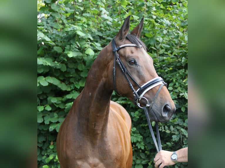 Cavallo sportivo irlandese Castrone 10 Anni 168 cm Baio in Wachtendonk